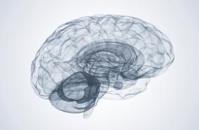 drawing of brain