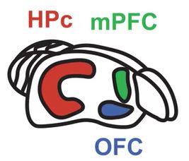 HPc mPFC and OFC on a diagram colored