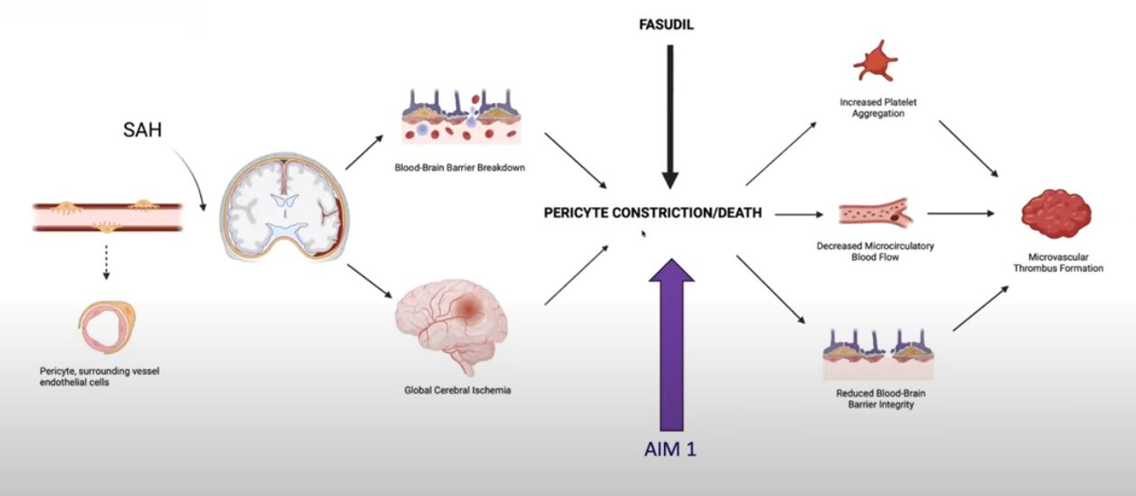 Microvascular thrombus diagram