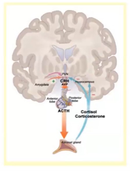 Brain and synapses diagram