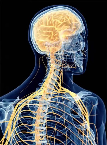 Gabriel Friedman, MD – UW Medicine Neurological Surgery Grand Rounds: 9/3/2025 Model of x ray with nerves highlighted