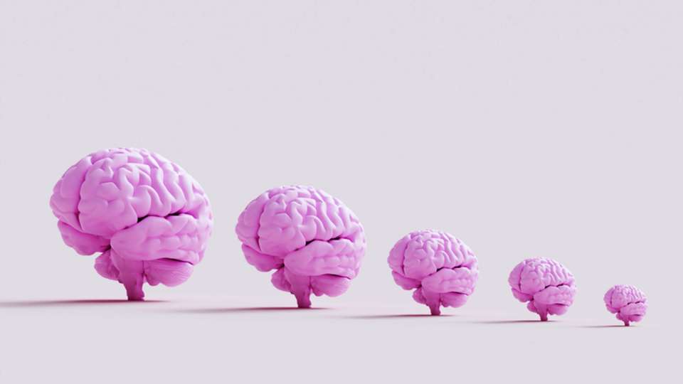 Pink brains lined up progressively smaller left to right