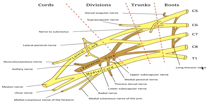 Diagram of different spinal cords