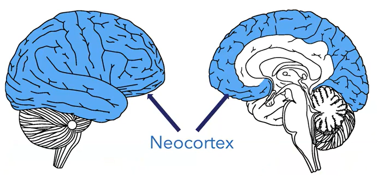 Image of two brains left and right