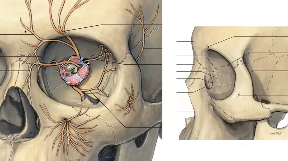 Diagram of the anatomy of the skull