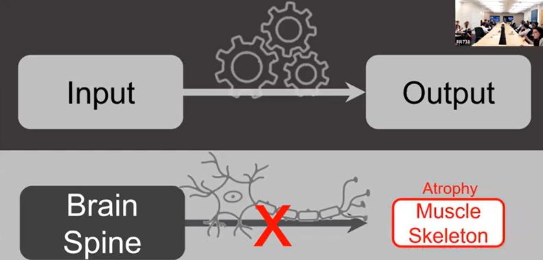 Diagram of brain inputs and outputs