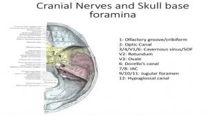 Dr. Ferreira Presentation Slide