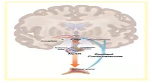 Brain and synapses diagram