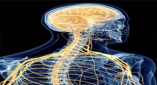 Gabriel Friedman, MD – UW Medicine Neurological Surgery Grand Rounds: 9/3/2025 Model of x ray with nerves highlighted